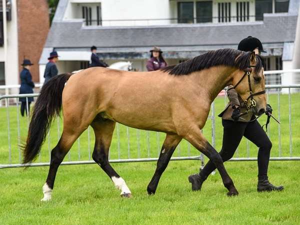 Furzey Lodge Flash Gordon Stallion